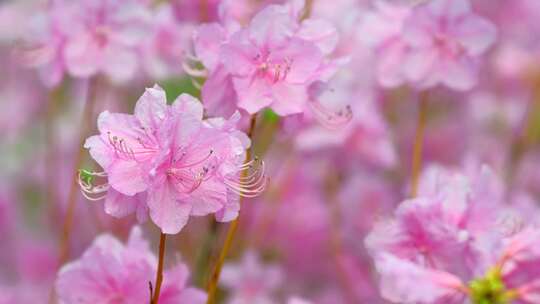 杜鹃花特写