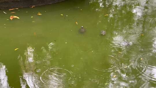 下雨天湖水游泳的乌龟