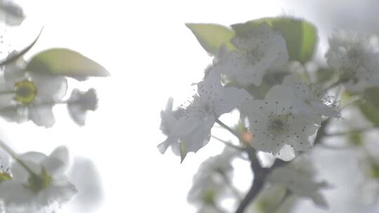 梨花 空镜头 白色的梨花