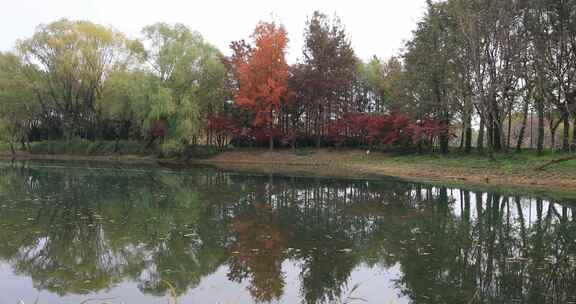 秋天苏州虎丘湿地公园生态景观