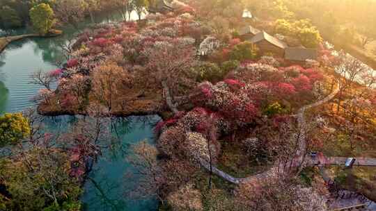 西溪湿地梅花航拍