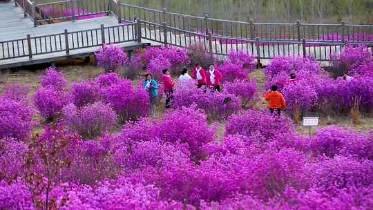 杜鹃花海