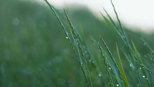 下午下雨的天气，草地上的雨，雨中的野草，