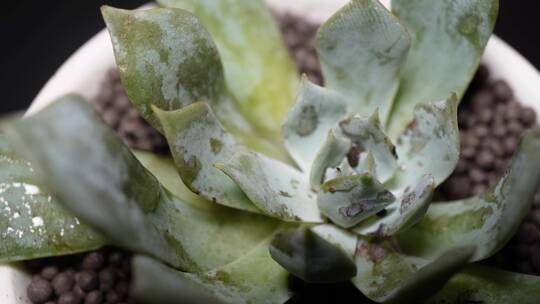 蓝鸟多肉植物盆栽绿植