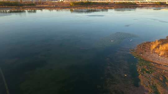 湿地保护区 鸟 石家庄 复兴大街 滹沱河