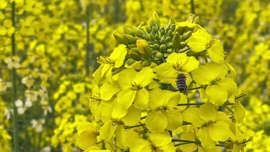 油菜花蜜蜂采蜜