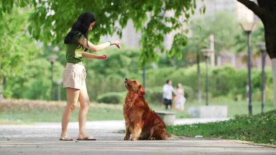 美女和金毛犬在夏天公园里玩耍跳跃