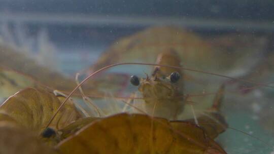 养殖虾海虾镜头