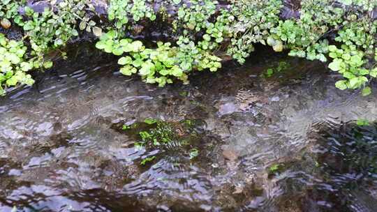 水面漂浮绿色植物特写