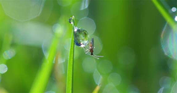 水滴落下低落嫩绿色的草上