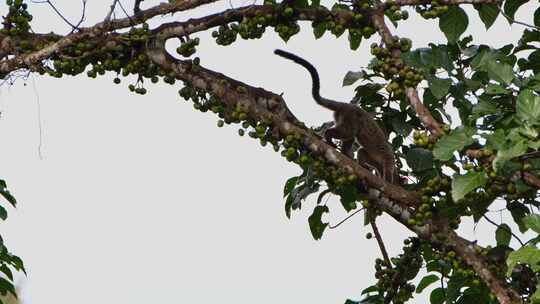 三条纹麝香猫沿着树枝向上，躲在厚厚的树叶