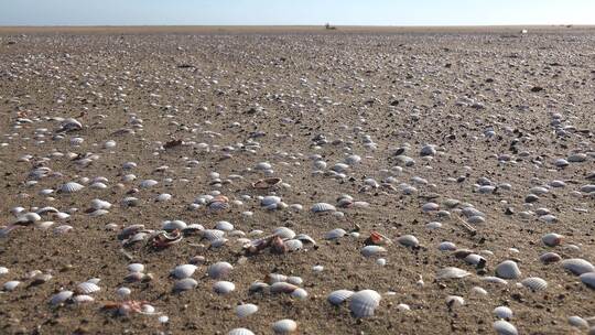 无人海滩上的蛤蜊壳