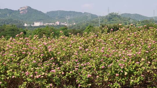 马樱丹花海