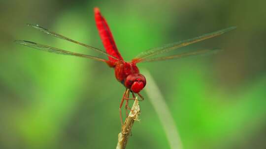 大自然红蜻蜓