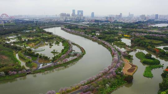 广州海珠湿地紫荆花