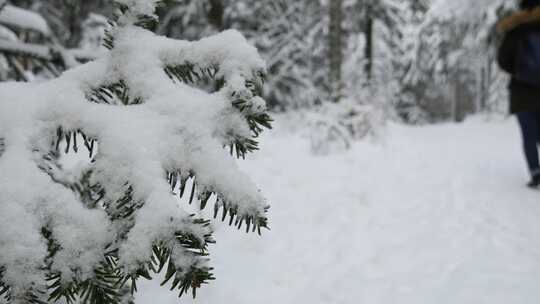 一个女人走过冬季仙境森林中白雪覆盖的树枝