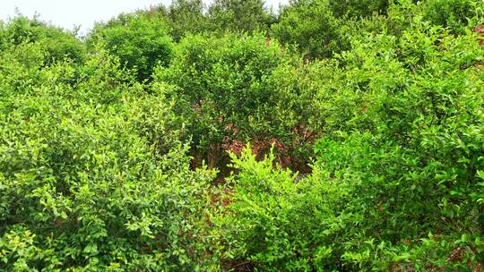 茶油树种植基地