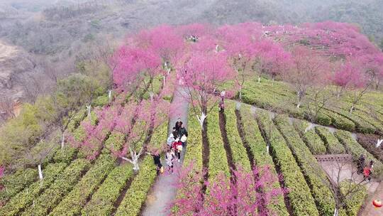 郴州高椅岭景区粉红樱花园航拍1