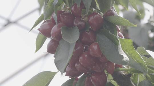 大樱桃种植LOG视频素材