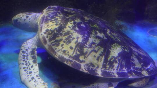 海洋馆大海龟海洋生物