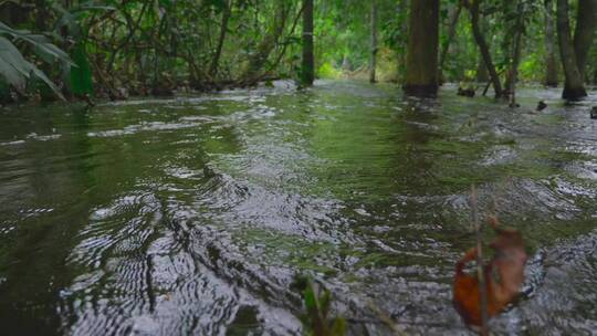 湿地河流水资源雨季森林浅水