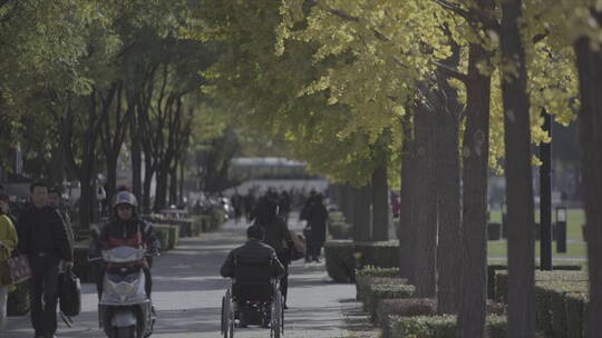 清华大学秋季校园 银杏树大道 残疾人轮椅