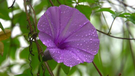 户外下雨鲜花水珠