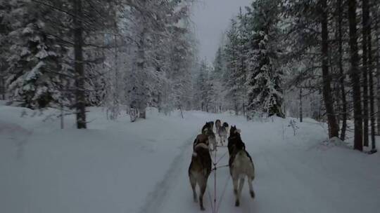 狗拉雪橇队穿过森林