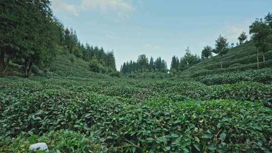 【正版素材】四川雅安荥经县茶园1055