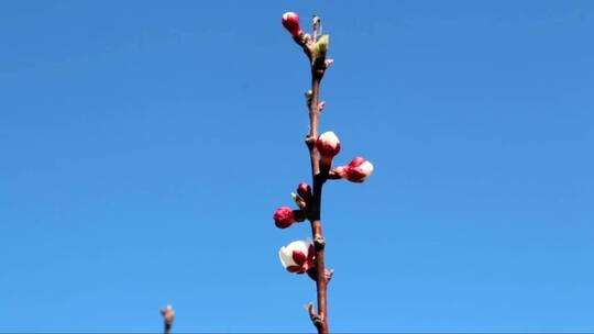 花园里的一枝梅花