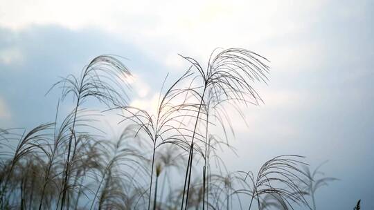 迎风飘摇的芦苇