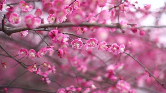 梅花 春天 花朵 植物 自然 红梅