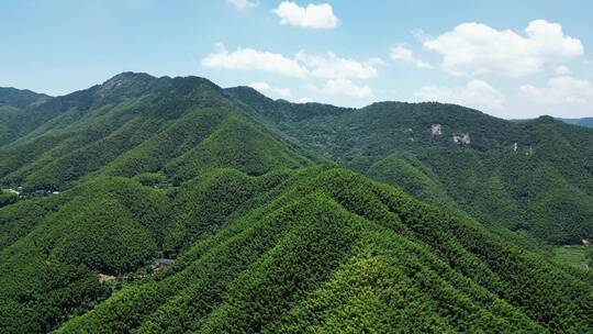 合集绿色植物竹林4K航拍