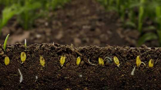 种子发芽农业生长万物生长小麦生命土壤春天