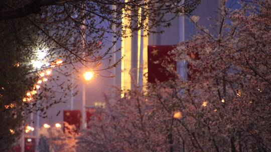 威海世昌大道的樱花与树枝灯光视频素材模板下载