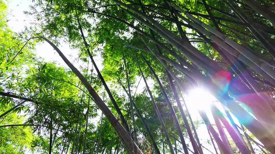 竹子竹林实拍视频素材