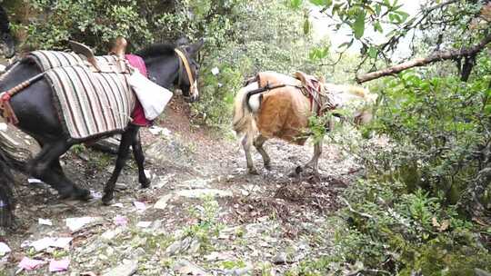 茶马古道 下山视频素材模板下载