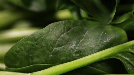 【镜头合集】菠菜青菜菜叶特写叶脉叶绿素