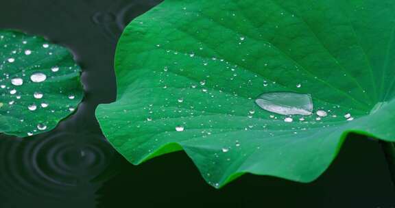 惊蛰节气雨中的荷叶