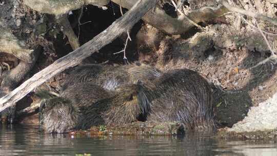 一大群海狸鼠，肌肉兽河豚在它们的洞穴前洗澡，梳理和梳理毛发