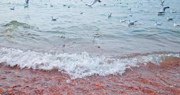 大海海面飞翔的海鸥