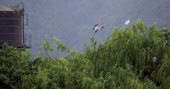 杭州湘湖生态环境雨季白鹭栖息