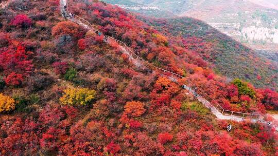 多彩山林的壮丽景象红叶