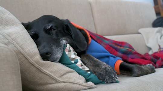 一只疲惫的高级拉布拉多犬裹着红色毯子，穿