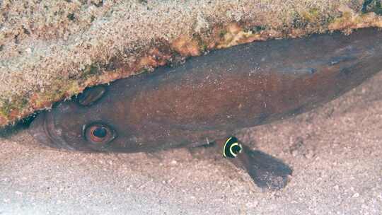 Dottyback，库拉索岛，荷兰加勒比