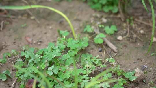 小区绿化 草 小草 绿植 植物