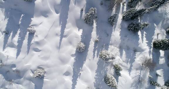 航拍雪域森林