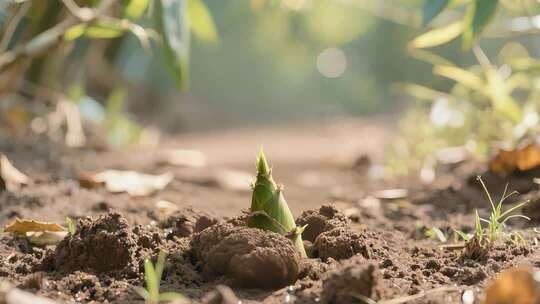 竹笋生长竹子长大竹林