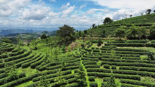 航拍绿色生态有机高山茶园