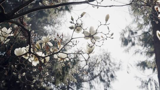 4K-玉兰花开，玉兰花实拍素材，玉兰花盛开